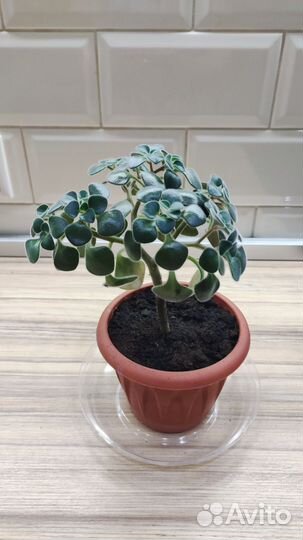 Дерево любви Аихризон