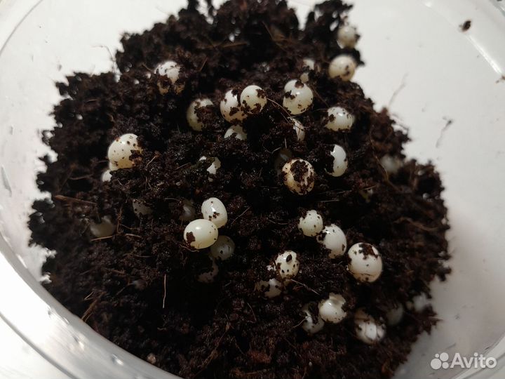 Яйца улиток ахатин фулик