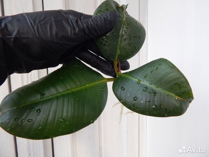 Комнатные растения (укорененные черенки)