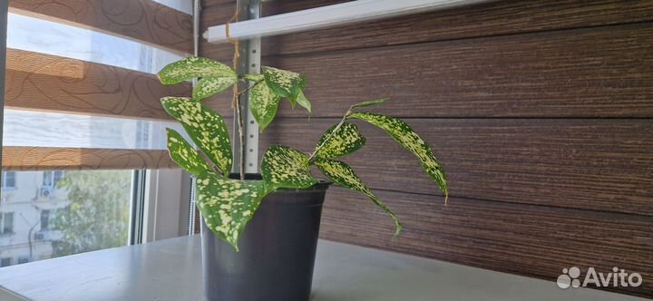 Драцена суркулоза