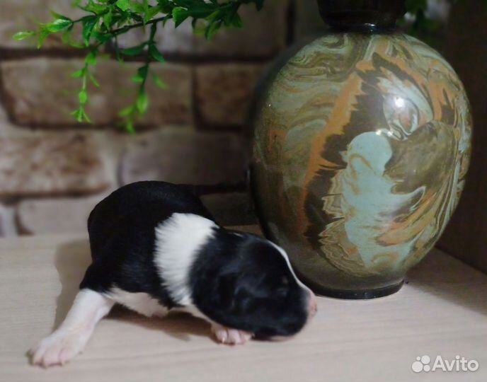 Мальчишки бордер колли