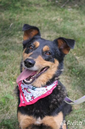 Собака Чарли в поисках дома