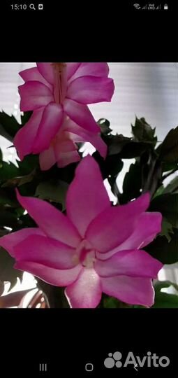 Декабрист, питахайя, алоэ