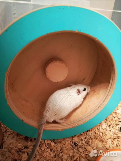 Монгольская песчанка