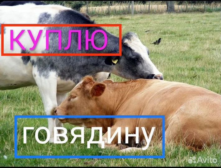 Корова, бык,баран,овцы
