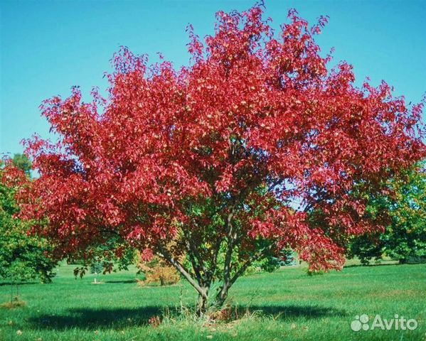Клен Гиннала