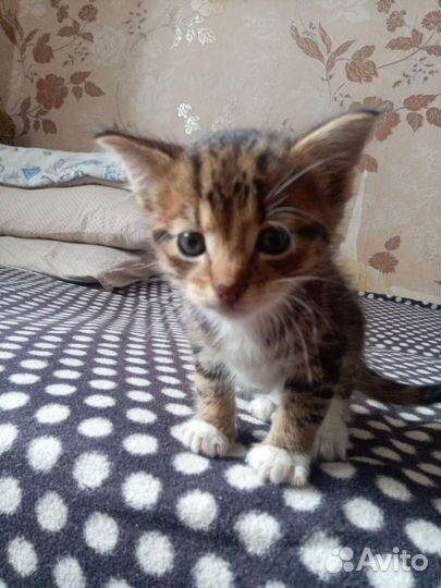 Котенок в добрые руки