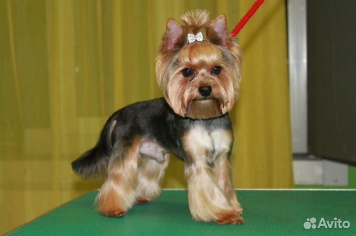 Стрижка собак