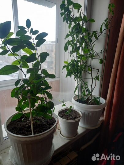 Лимонное дерево