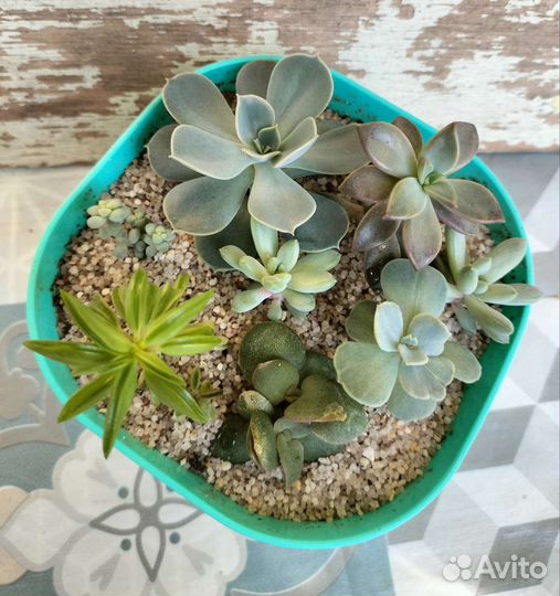 Садик из суккулентов