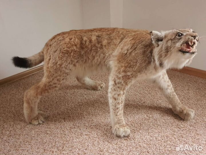 Чучело (имитация) рыси