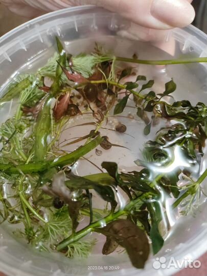 Улитки ампулярии