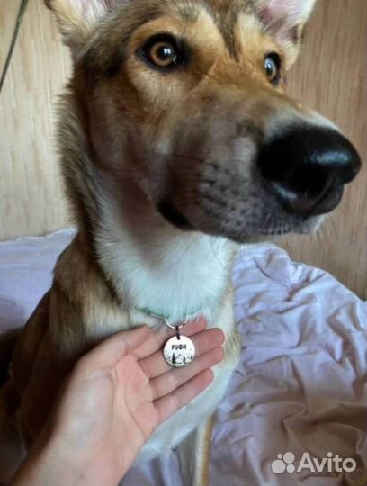 Адресники для кошек