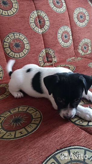 Щенки джек Рассел терьер