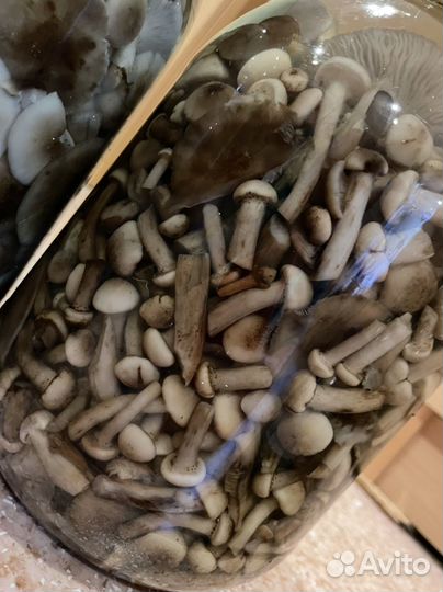 Грибы разные