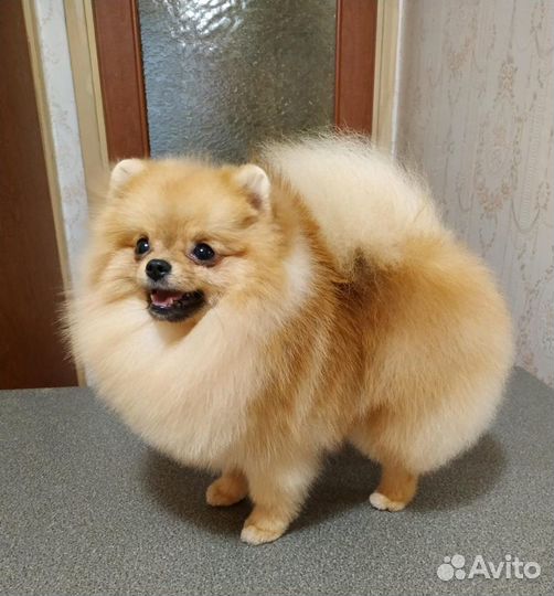 Померанский шпиц. Мини. Вязка