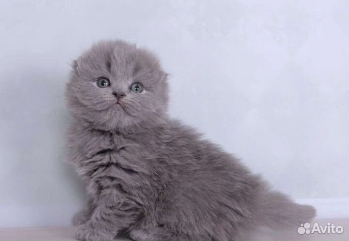 Шотландский котик