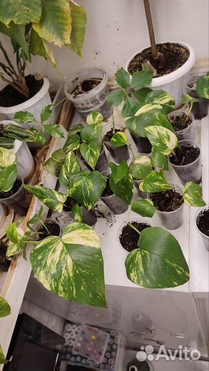 Сциндапсус, эпипремнум гигант