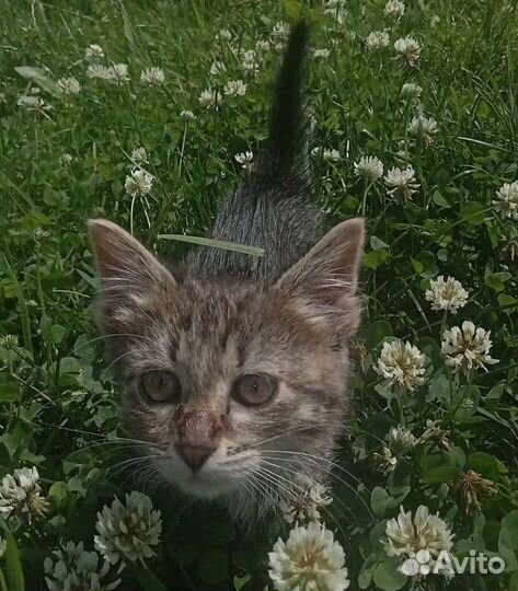 Котята в добрые руки бесплатно