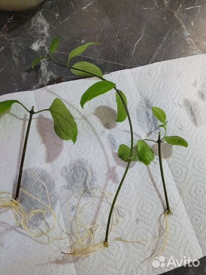 Комнатные цветы