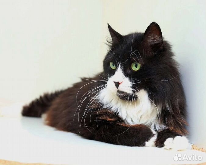 Кот Арчи около 4,5 -5 лет