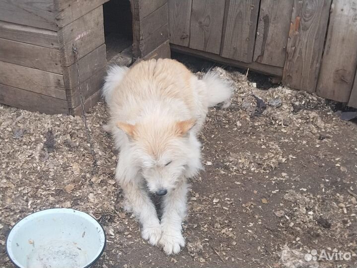 Отдам собак в добрые руки на охрану