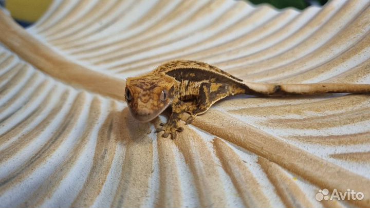 Реснитчатый бананоед