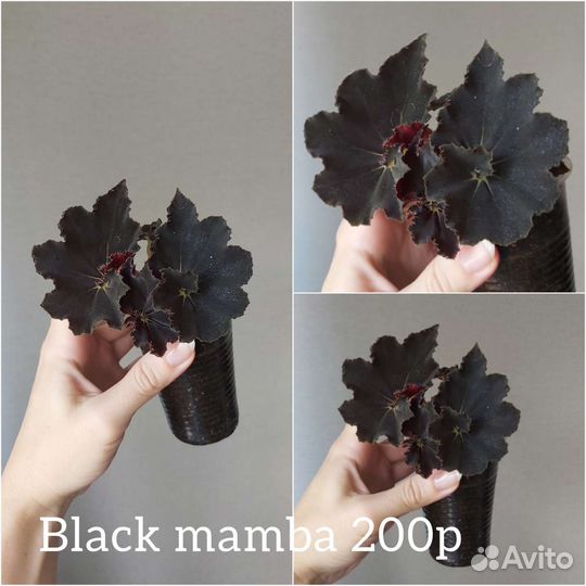 Бегонии 9 видов