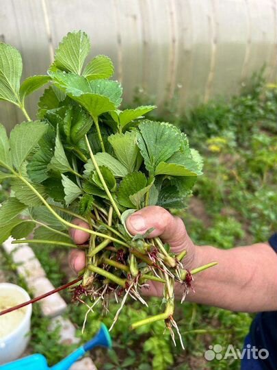 Саженцы ремонтантной клубники