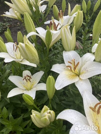 Саженцы лилии