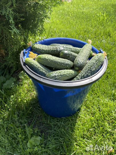 Помидоры домашние