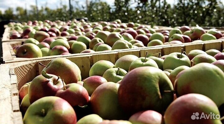 Вахта Сборщик