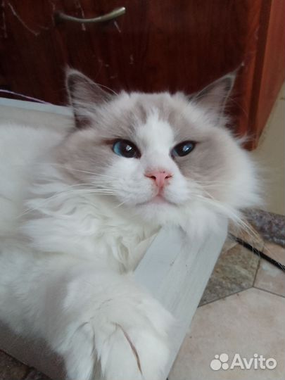 Регдолл кот