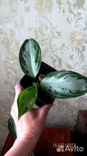 Аглаонема Сильвер Бей