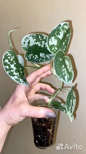 Эпипремнум Сильвер Энн