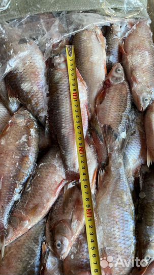 Вобла, чехонь, жерех, лещ свежемороженые