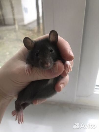 Крысята дамбо