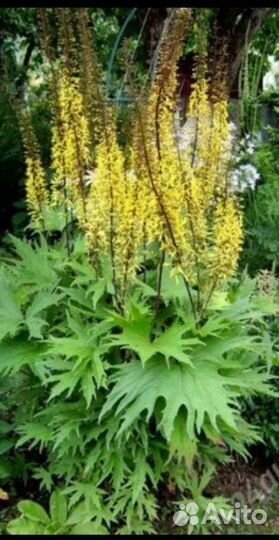 Бузульник кленолистный