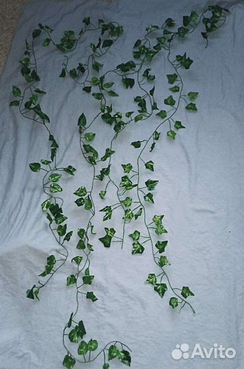 Искусственная лоза, хедера