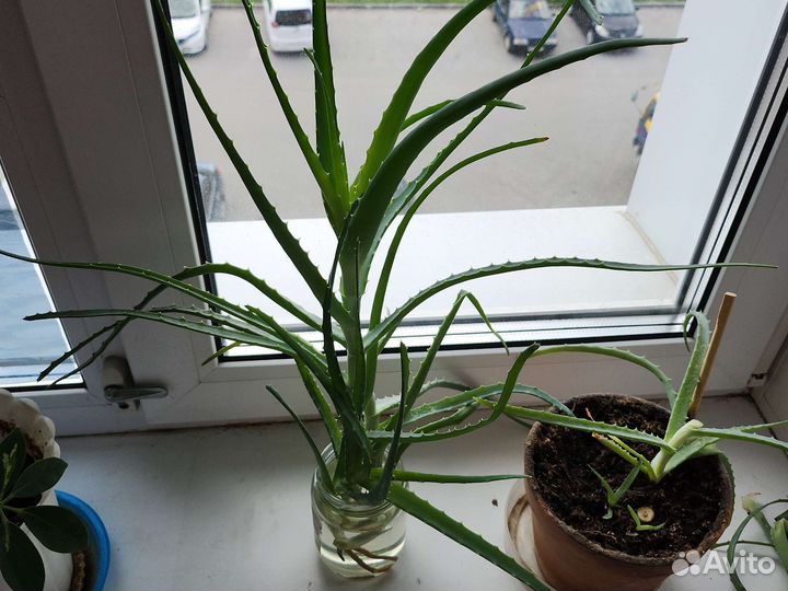 Комнатные растения цветы