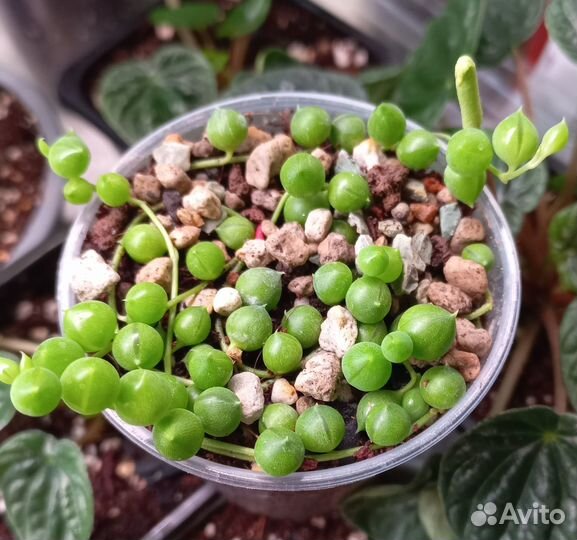 Кактусы и суккуленты