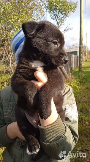 Щеночки в добрые руки