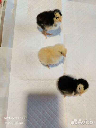 Цыплята суточные несушки