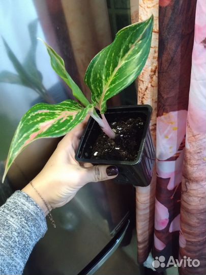 Аглаонема Батерфляй