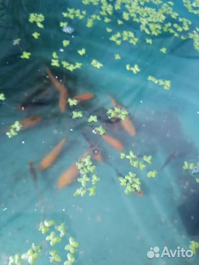 Живая рыба карп