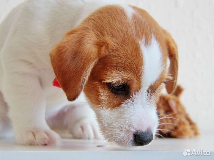 Щенок Джек Рассел терьер