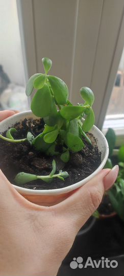 Цветы, суккуленты