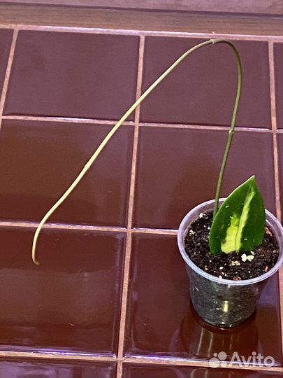 Хойя Вертицилата (Акута) вариегатная