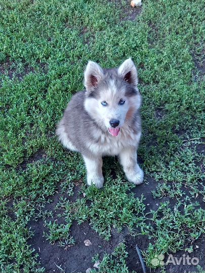 Щенки хаски