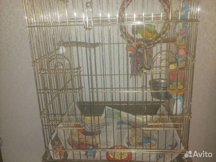 Сенегальский попугай с клеткой